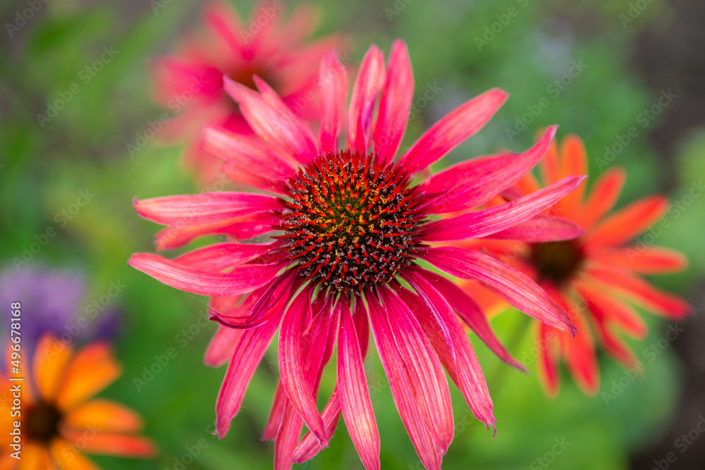 Obraz premium Red Coneflower