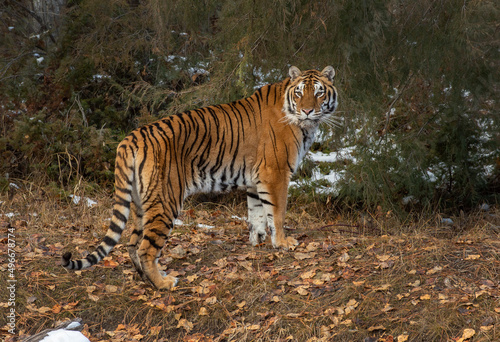 Tiger Siberian