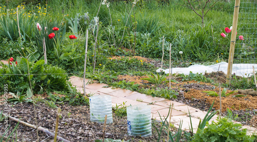 Vegetable garden in early spring, details of a flowering corner, dotted with various plants, winter cover and seedlings
