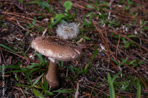 mushroom in the forest