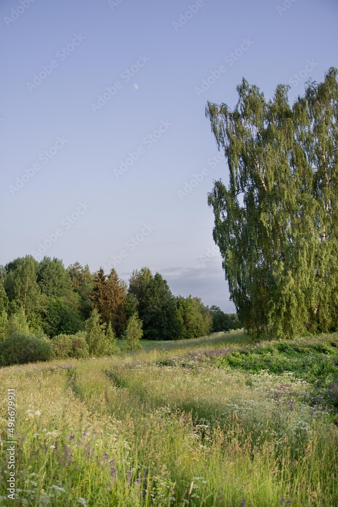 Obraz premium Summery field