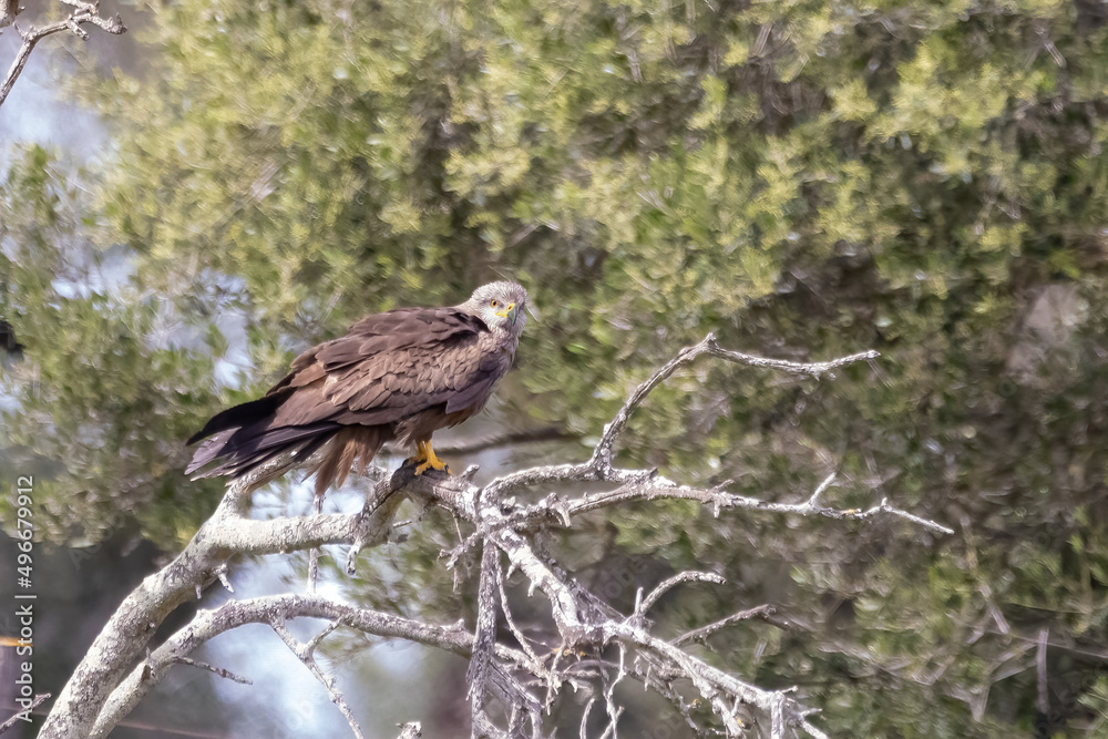 A black kite (Milvus migrans) perched in a branch A black kite (Milvus migrans) perched in a branch
