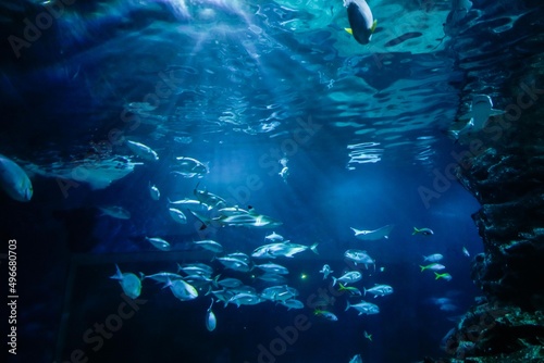 Photography underwater in the deep blue ocean with colorful fish and marine life