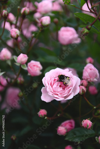 Bee on a pink rose