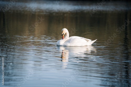 white swan on the lake
