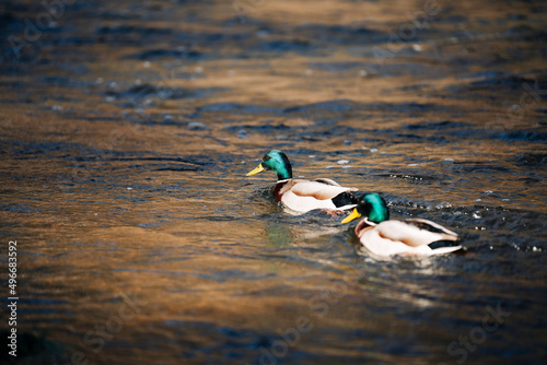 duck in the water