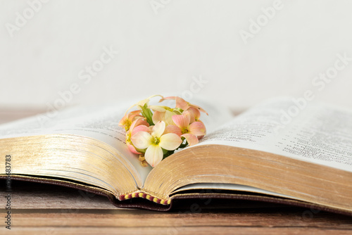 Open Holy Bible Book with golden pages and tender flowers on a wooden table with white background. The biblical concept of Christian growing in God Jesus Christ's love and faith. A close-up.  photo