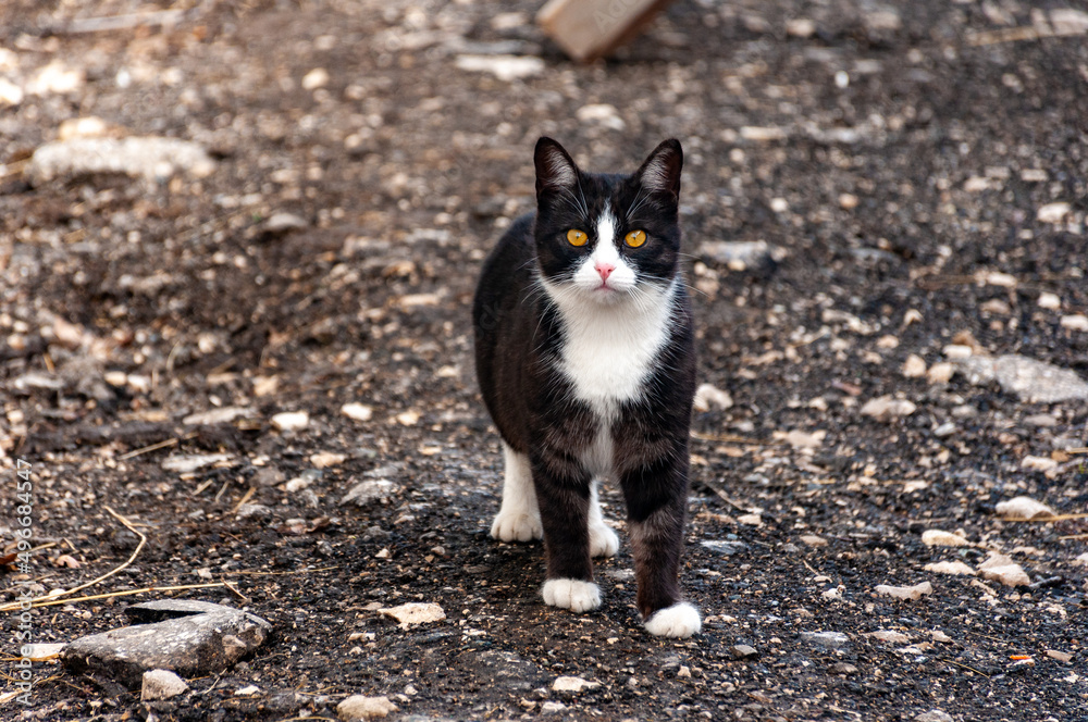 Fototapeta premium A very beautiful country cat walking around the countryside!