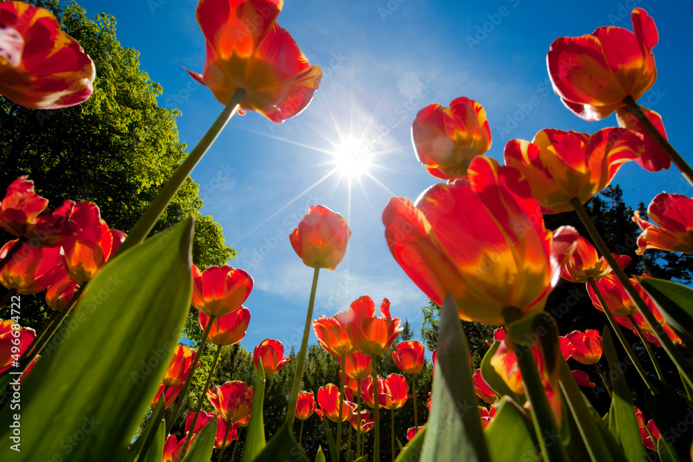 Obraz premium Poppy Skyscaper