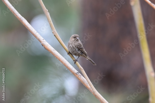 Female house finch perched on tree limb.