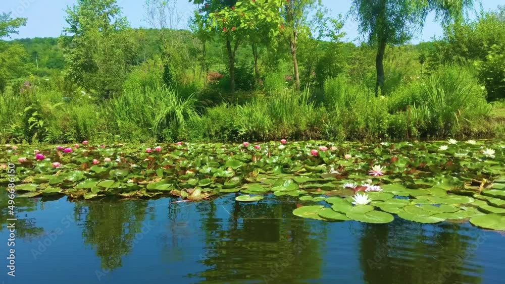 Magical garden pond with blooming water lilies and lotuses Magical garden pond with blooming water lilies and lotuses