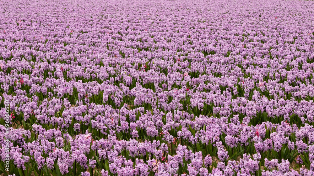 Purple flowering hyacinths in the Netherlands.