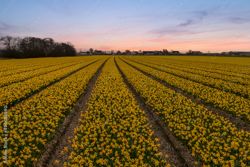 Sunset over a field of yellow rows of daffodils. Sunset over a field of yellow rows of daffodils.