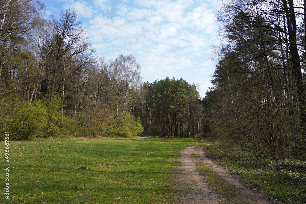 April in the valley of Biebrza, clearing in early spring forest April in the valley of Biebrza, clearing in early spring forest