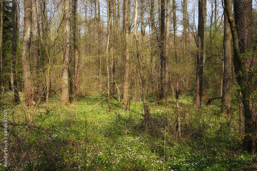 Early spring alder forest, April anemones on the forest floor Early spring alder forest, April anemones on the forest floor