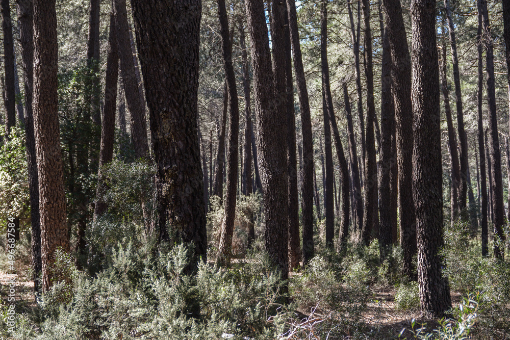 Mediterranean forest of pines and small bushes Mediterranean forest of pines and small bushes