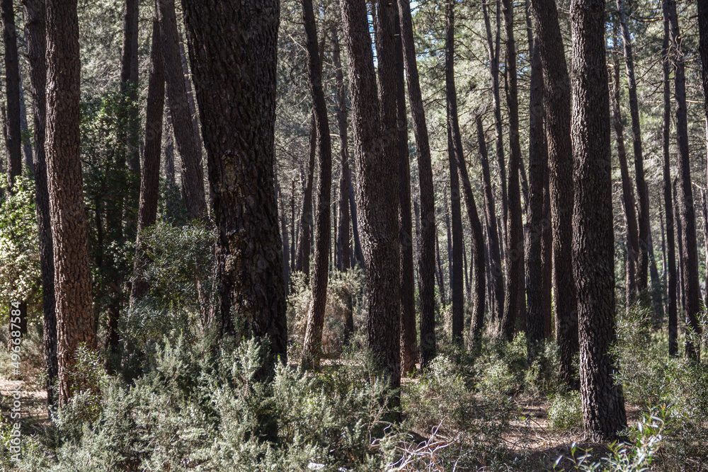 Mediterranean forest of pines and small bushes