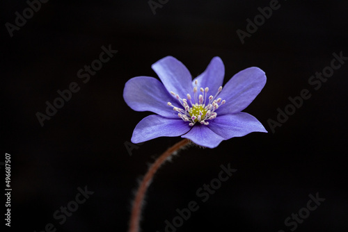 Liverleaf isolated on black background. Hepatica nobilis is a perennial herb in the sole family.