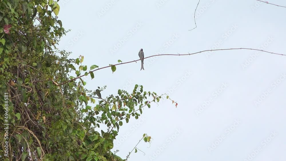 An Unidetified Bird sits on a branch high in a jungle tree. Filmed in Kaeng Krachan National Park, Thailand. An Unidetified Bird sits on a branch high in a jungle tree. Filmed in Kaeng Krachan National Park, Thailand.