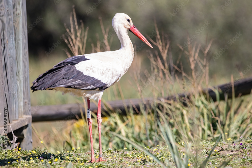 Fototapeta premium White stork, Ciconia ciconia, in the forest