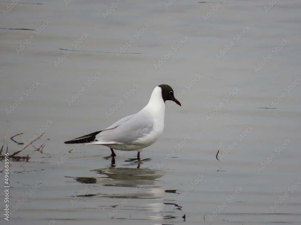 Mouette de l’étang du Méjean, Occitanie Mouette de l’étang du Méjean, Occitanie