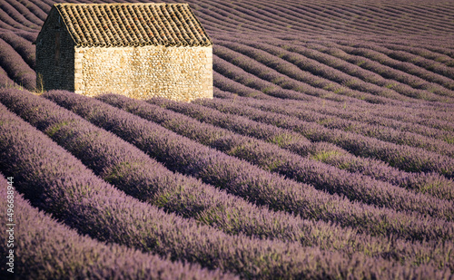 La fioritura della lavanda in Provenza photo