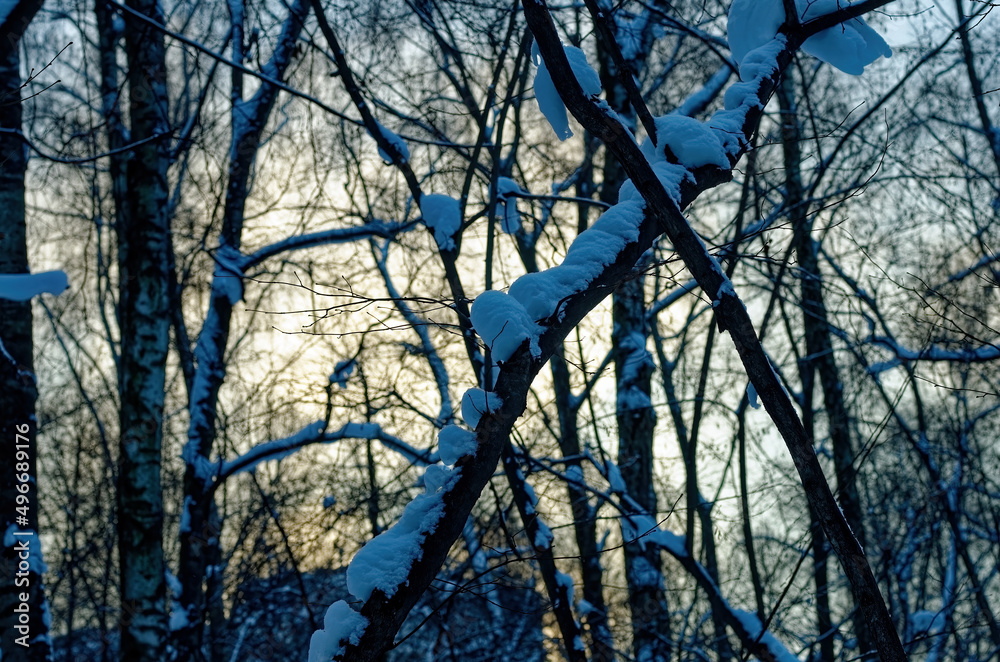 cloudy morning in the snow-covered forest