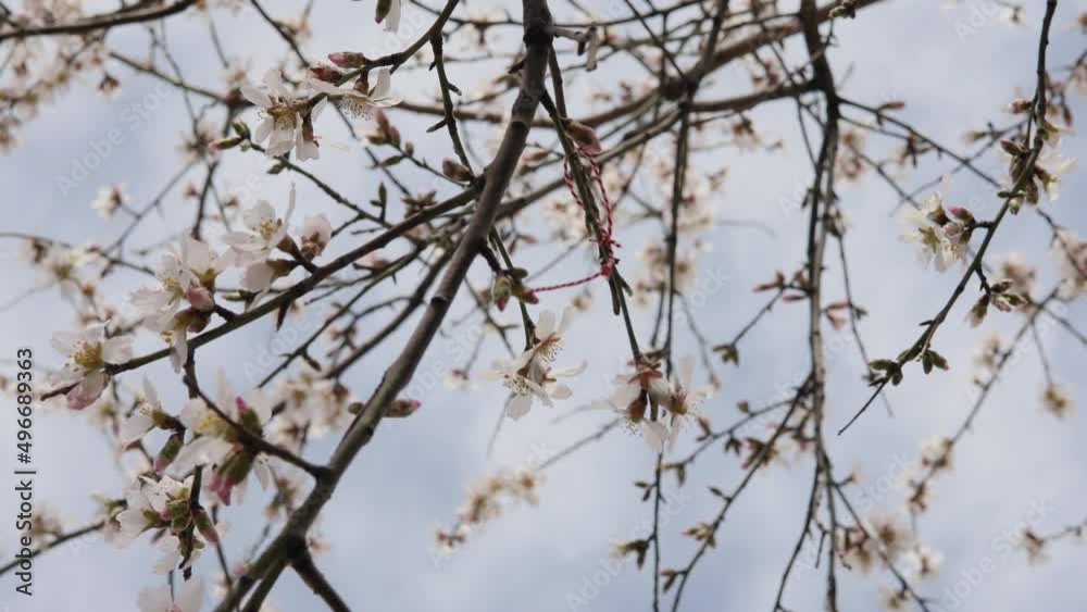 blooming branches of a fruit tree in spring and the sky
blooming branches of a fruit tree in spring and the sky