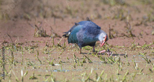 Schilderij op canvas Grey headed swamphen or purple moorhen in a wetland in Bharatput