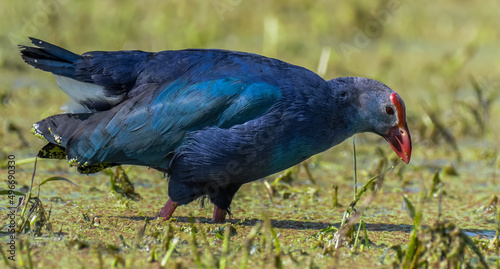 Valokuva Grey headed swamphen or purple moorhen in a wetland in Bharatput