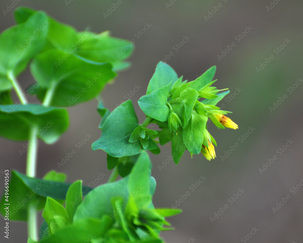 Cerinthe minor grows in nature Cerinthe minor grows in nature