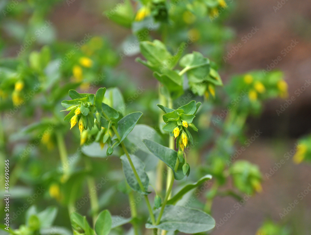 Obraz premium Cerinthe minor grows in nature