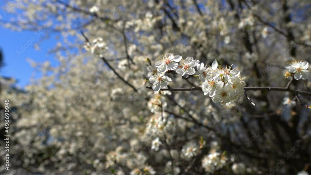 Video of flowers on a tree branch blooming in spring. The harbinger of spring. Video of flowers on a tree branch blooming in spring. The harbinger of spring.