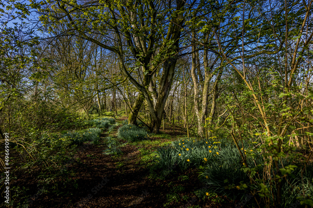 Rams Island, Lough Neaghs largest Island, freshwater lake, County Antrim, Northern Ireland