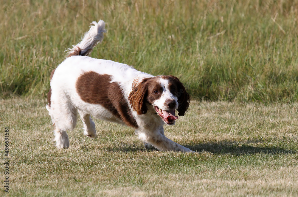 Springer Spaniel enjoying a run