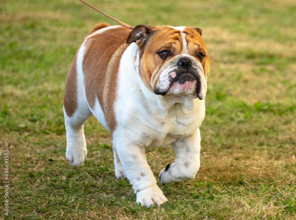 English Bulldog moving on grass