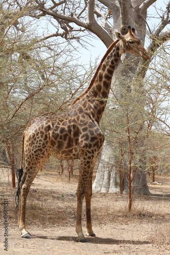 Kordofan giraffe (giraffa camelopardalis antiquorum) in Bandia reserve, Senegal, Africa. African animal. Safari in Africa. Giraffes in Bandia reserve, Senegal, Africa. African nature, landscape