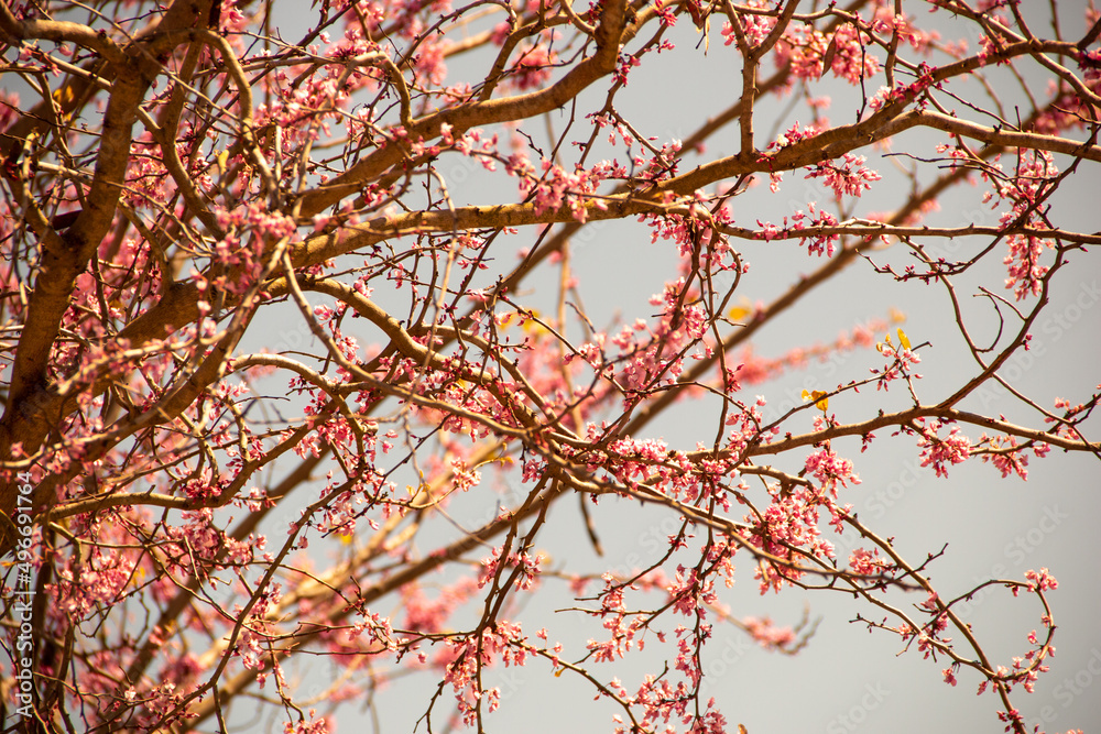 Texas Redbud close up of the flowers blooming in the beginning of Spring Texas Redbud close up of the flowers blooming in the beginning of Spring