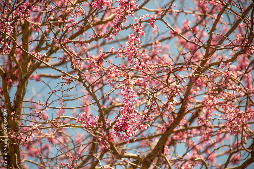 Texas Redbud close up of the flowers blooming in the beginning of Spring Texas Redbud close up of the flowers blooming in the beginning of Spring