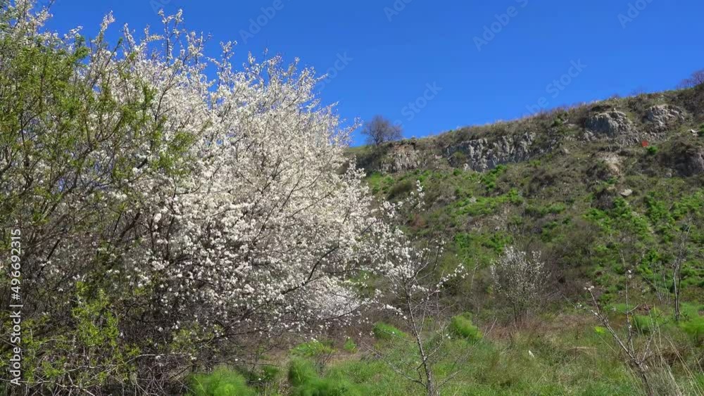 Video of tree branches blooming in spring. Video of tree branches blooming in spring.