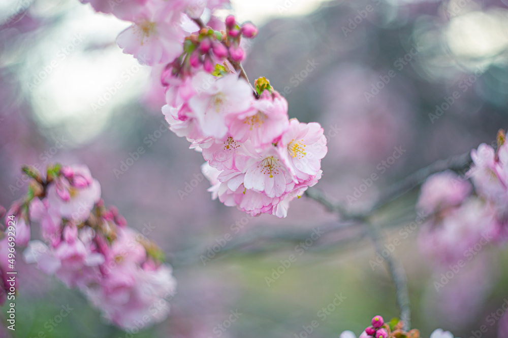 Flowers cherry tree in springtime. Nature background with Sakura. Grainy texture and noise on all image surface.The artistic intend and the filters. Film style old lens. Airy atmosphere. Flowers cherry tree in springtime. Nature background with Sakura. Grainy texture and noise on all image surface.The artistic intend and the filters. Film style old lens. Airy atmosphere.