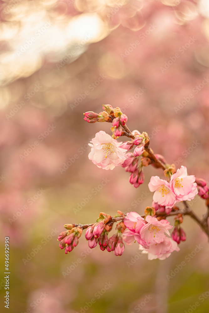 Blooming flowers cherry tree in spring. The artistic intend and the filters. Film style old lens. Airy atmosphere. Blossoming Sakura. Grainy texture and noise on all image surface. Subject is out of