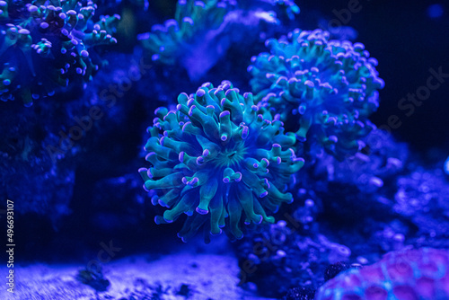 Coral reef in the marine aquarium. Coral Euphyllia Torch LPS - Euphylliidae Glabrenscens photo