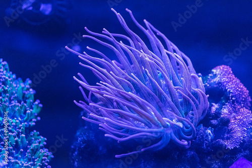 Coral reef in the marine aquarium. Coral Euphyllia Torch LPS - Euphylliidae Glabrenscens. photo