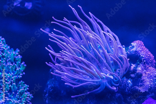 Fototapeta Naklejka Na Ścianę i Meble -  Coral reef in the marine aquarium. Coral Euphyllia Torch LPS - Euphylliidae Glabrenscens.