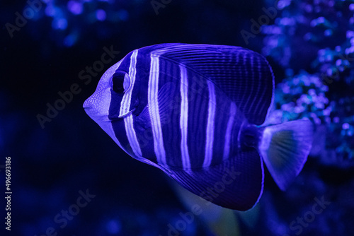 Zebrasoma veliferum (sailfish shank) close-up in a marine aquarium.
