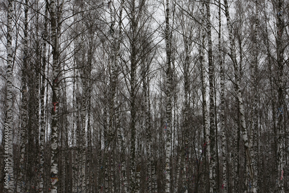 Fototapeta premium Dense grove with trees for a walk. Birches and oaks in autumn evening