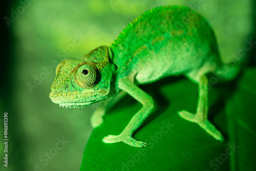 Green panther chameleon close-up. Chameleon sits on a green leaf.