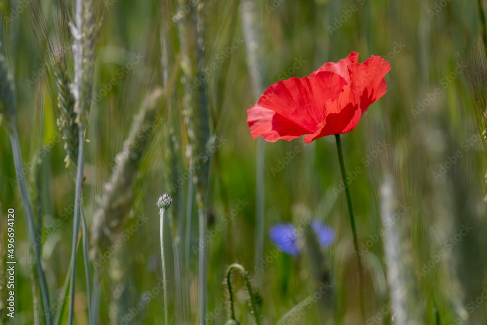 coquelicot dans un champ de blé au printemps coquelicot dans un champ de blé au printemps
