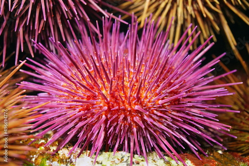 Purple sea urchin Paracentrotus lividus close up, underwater in the Atlantic ocean, Spain © dam